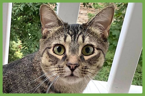 HAMMIE - Domestic Short Hair available for adoption