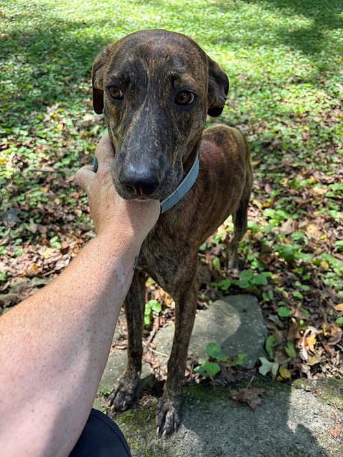GAGE - Mountain Cur / Coonhound available for adoption