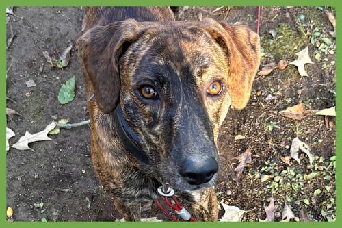 GAGE - Mountain Cur / Coonhound available for adoption