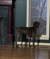 Gage - Photo 6