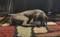 Gage - Photo 4
