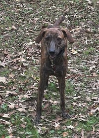 Gage - Photo 3