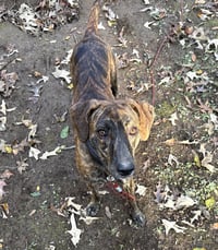 Gage - Photo 8