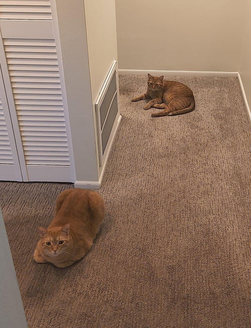 CHEECH AND CHONG - Domestic Short Hair available for adoption
