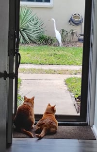 Cheech and Chong - Photo 6