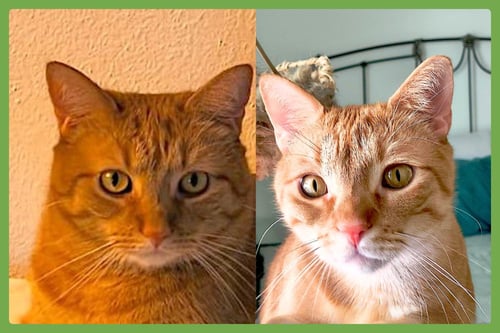 CHEECH AND CHONG - Domestic Short Hair available for adoption