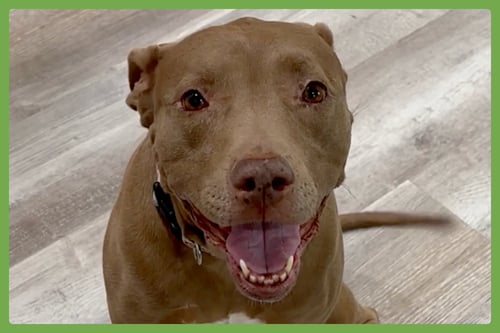 LENA - American Pit Bull Terrier / Labrador Retriever available for adoption