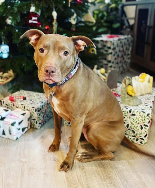 LENA - American Pit Bull Terrier / Labrador Retriever available for adoption