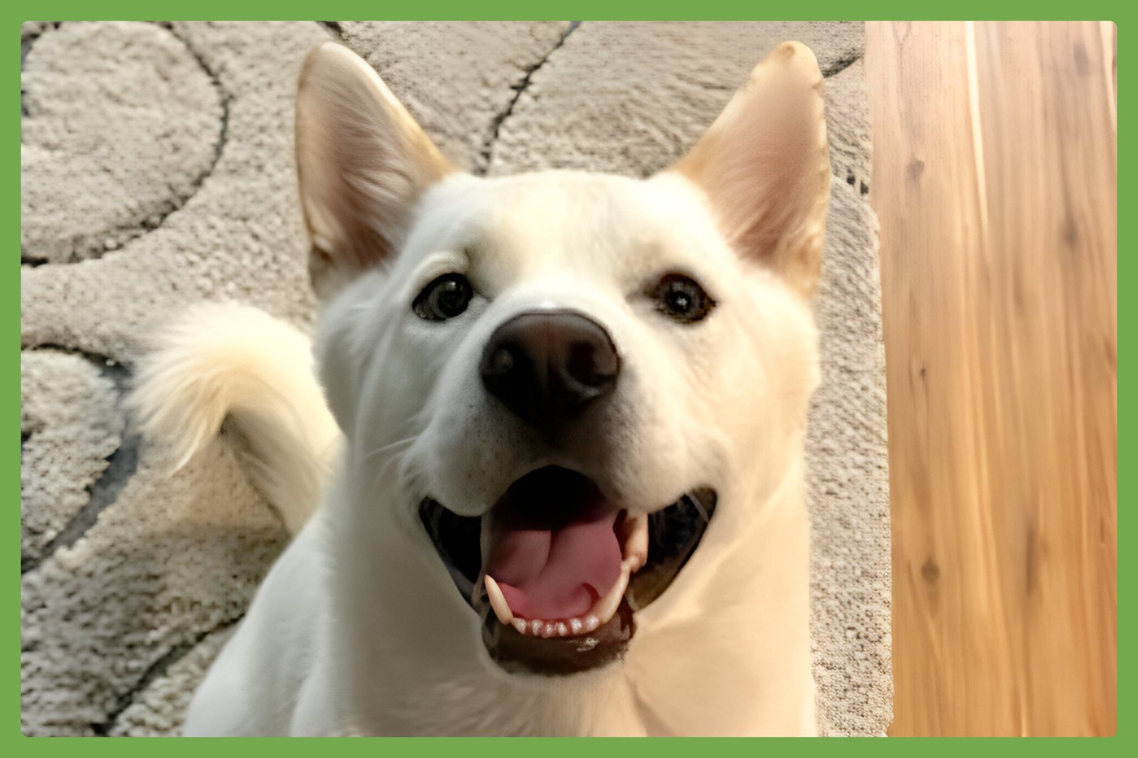 SARANG - Jindo (Korean) / Labrador Retriever available for adoption