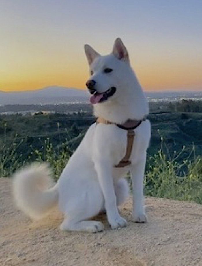 SARANG - Jindo (Korean) / Labrador Retriever available for adoption