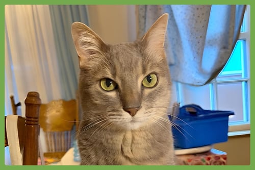 VIOLET - Domestic Short Hair available for adoption