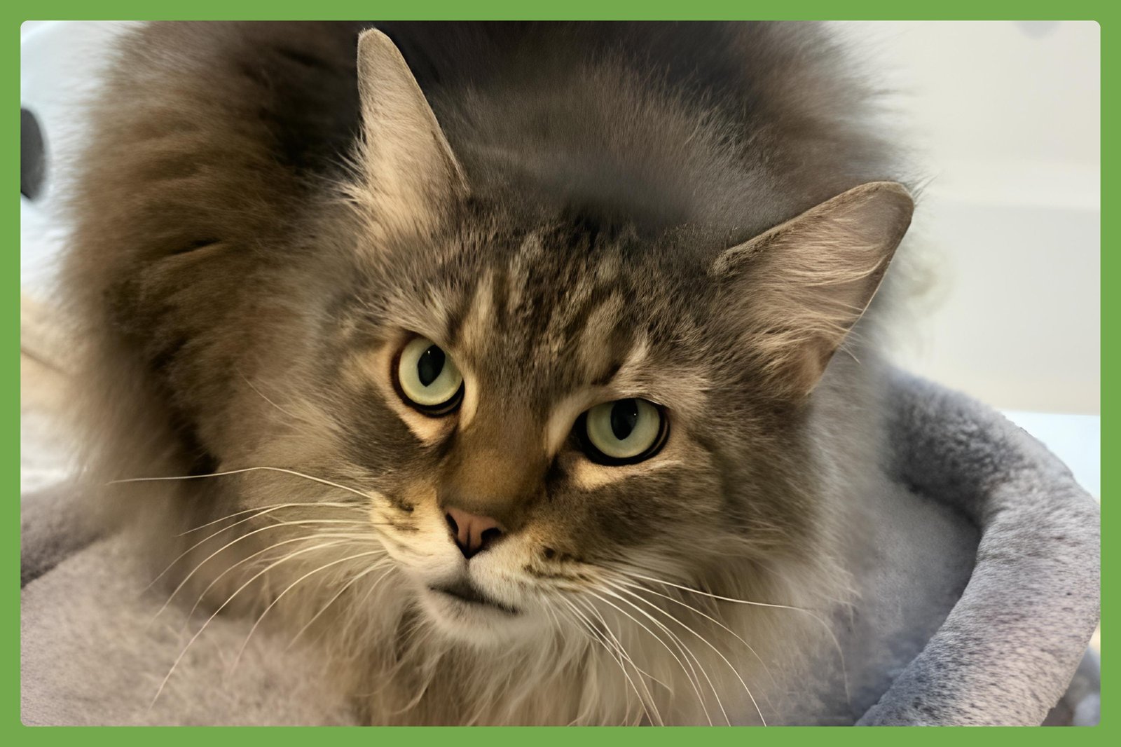 CASSIE - Maine Coon / Domestic Long Hair available for adoption