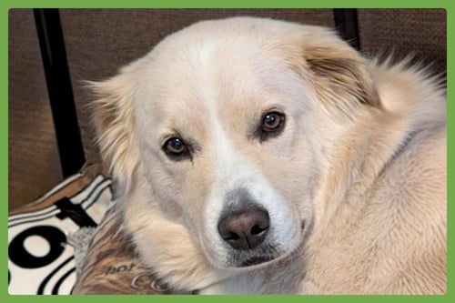 BENSON - German Shepherd Dog / Chow Chow available for adoption