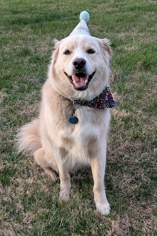 BENSON - German Shepherd Dog / Chow Chow available for adoption