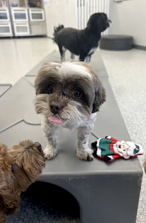 COOKIE - Havanese available for adoption