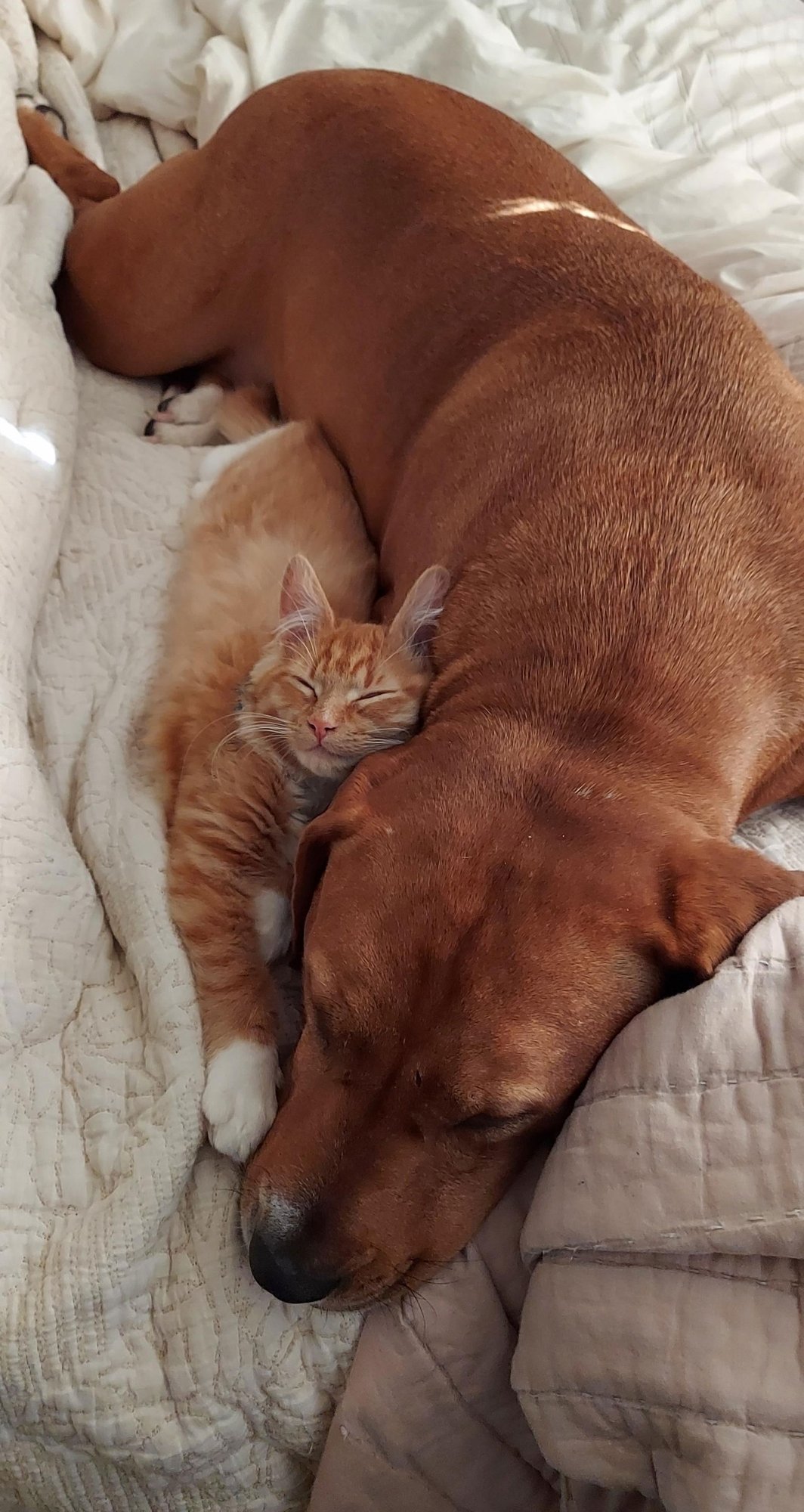 NALA - Labrador Retriever / American Pit Bull Terrier available for adoption