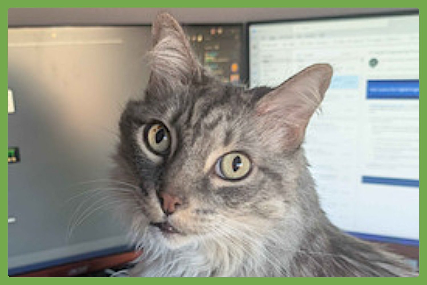 LANCELOT - Domestic Long Hair available for adoption