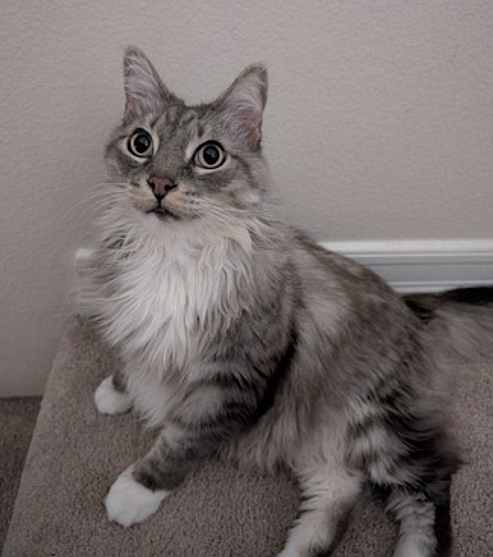 LANCELOT - Domestic Long Hair available for adoption