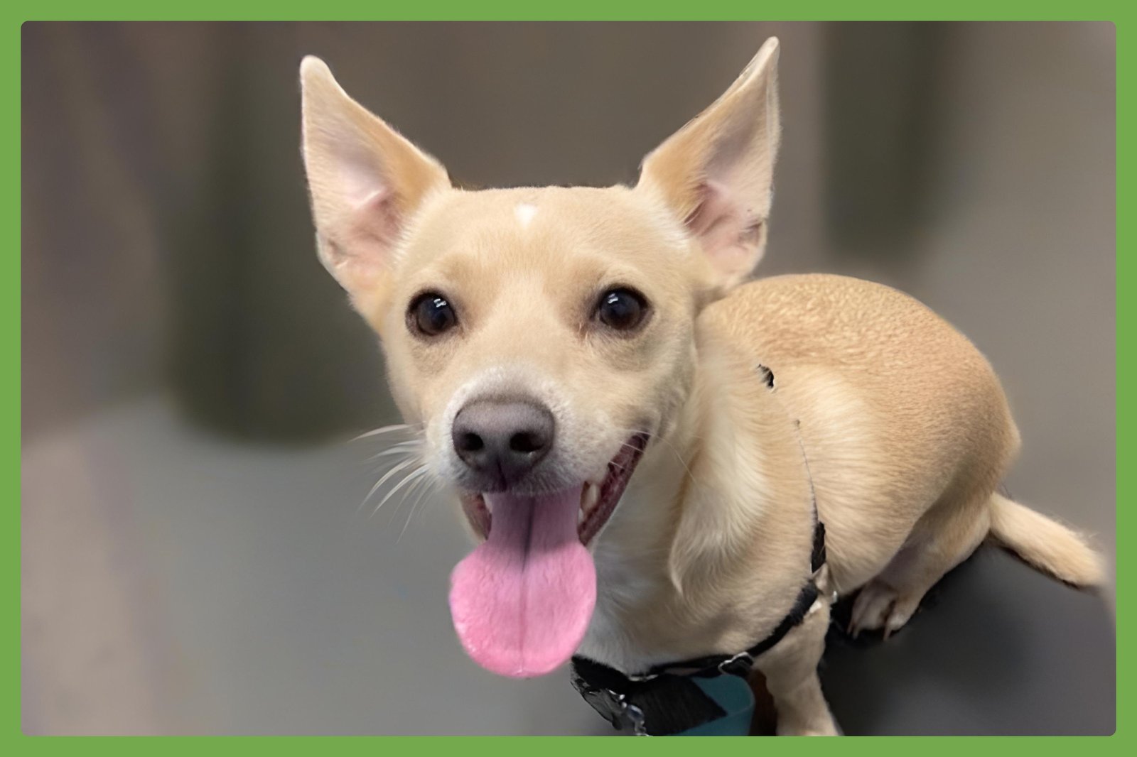 HARLEY - Chihuahua available for adoption