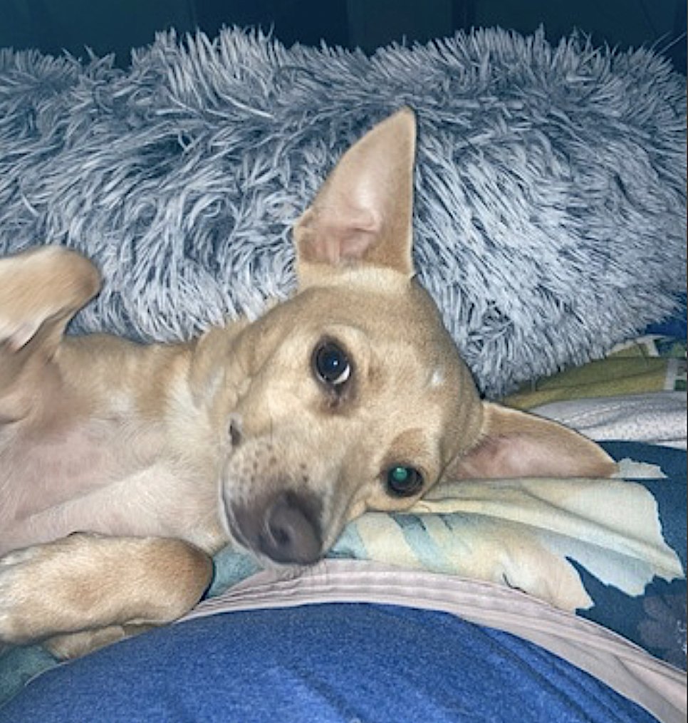 HARLEY - Chihuahua available for adoption