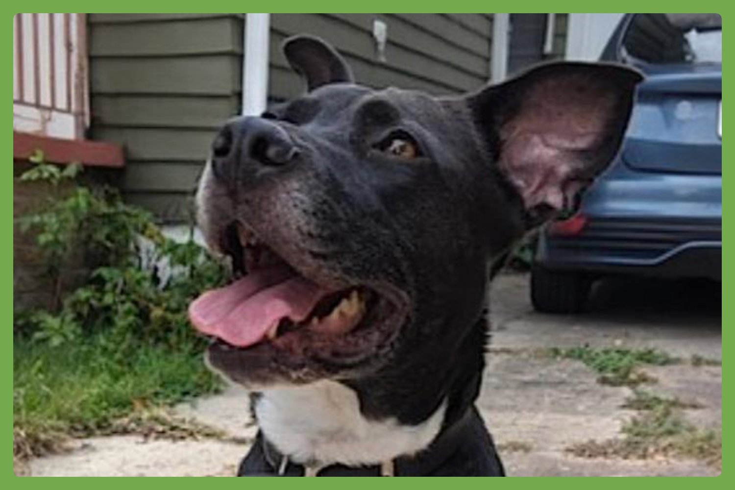 DANI - American Pit Bull Terrier / Labrador Retriever available for adoption