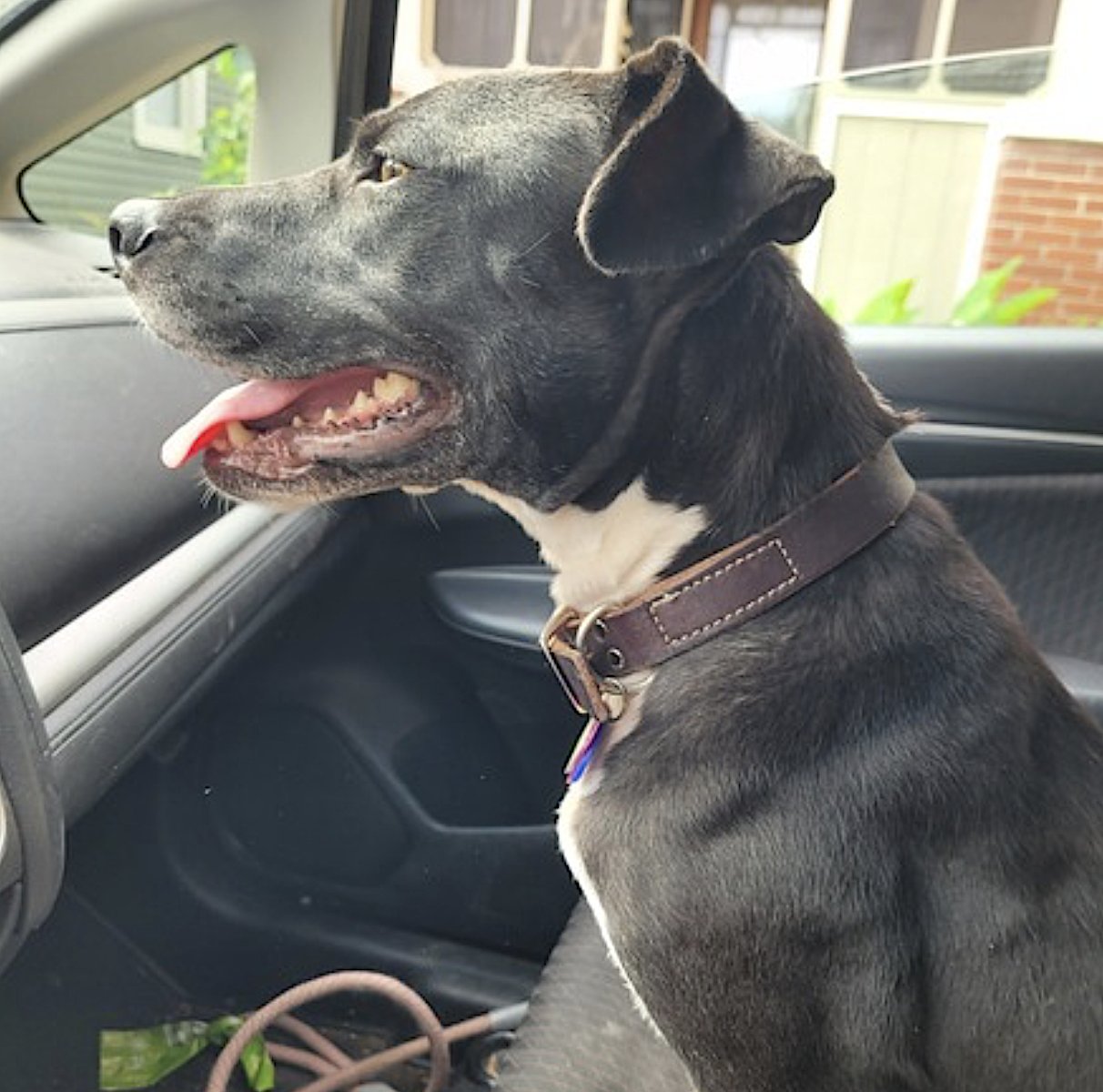 DANI - American Pit Bull Terrier / Labrador Retriever available for adoption