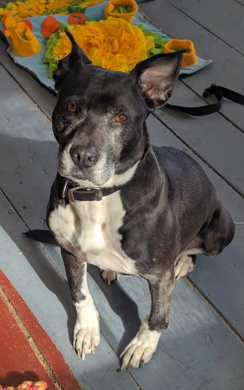 DANI - American Pit Bull Terrier / Labrador Retriever available for adoption