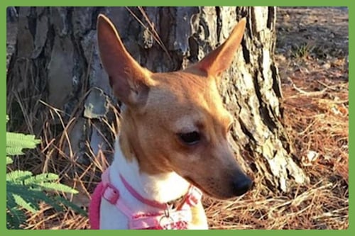 LITTLE DEBBIE - Toy Fox Terrier / Rat Terrier available for adoption