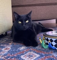 Sammie - Photo 2