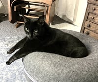 Sammie - Photo 3