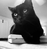 Sammie - Photo 4