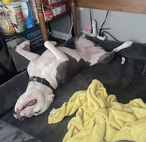 OLLIE - American Pit Bull Terrier / Pit Bull Terrier available for adoption