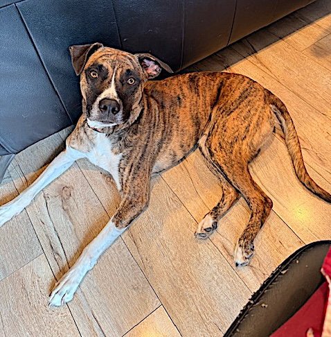 JOHNNY CASH - Boxer / Siberian Husky available for adoption