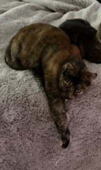 Snickers - Photo 4