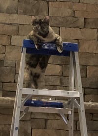 Snickers - Photo 2