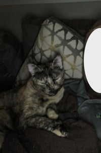 Snickers - Photo 3