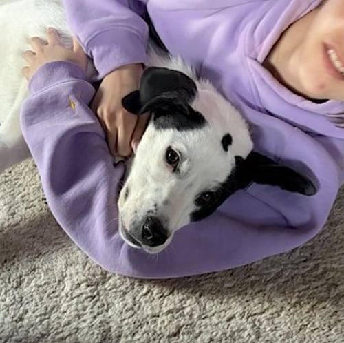 BELLA - Labrador Retriever / Hound available for adoption