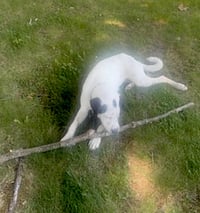 Bella - Photo 3