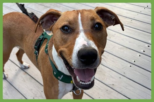 HUMPHREY - Hound / Terrier available for adoption