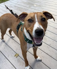 Humphrey - Photo 9