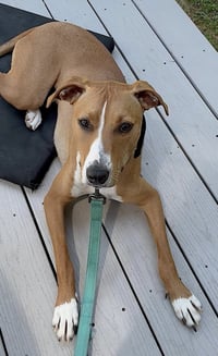 Humphrey - Photo 8