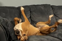 Humphrey - Photo 7