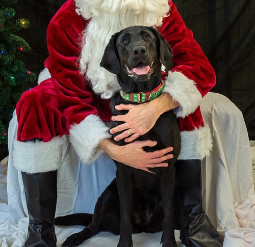 NOVA - Labrador Retriever available for adoption