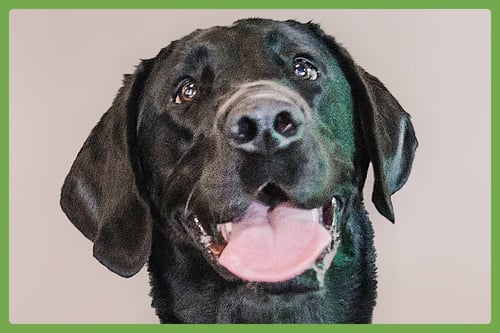 NOVA - Labrador Retriever available for adoption