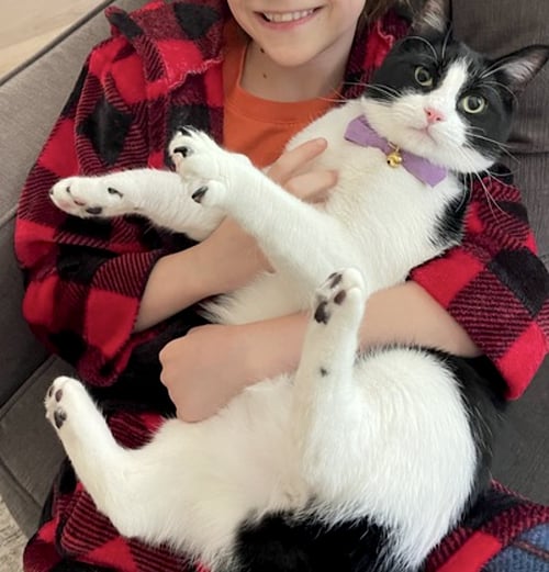 JASPER - Domestic Short Hair available for adoption