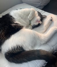 Jasper - Photo 4