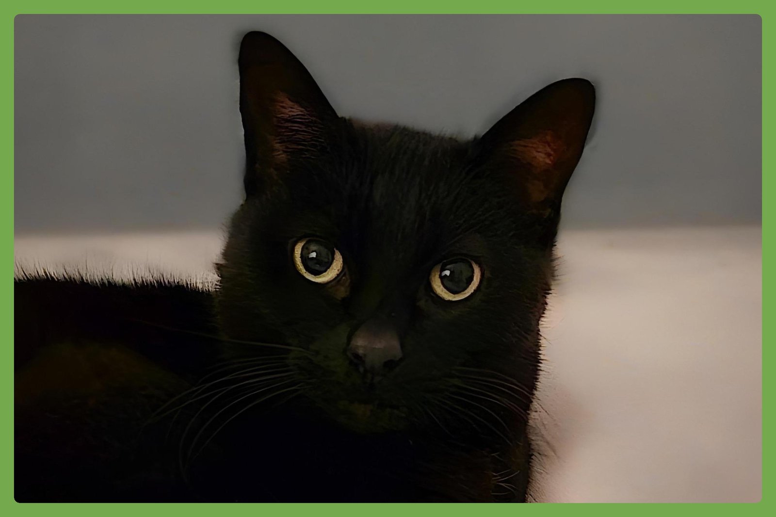 MIDNIGHT - Domestic Short Hair available for adoption