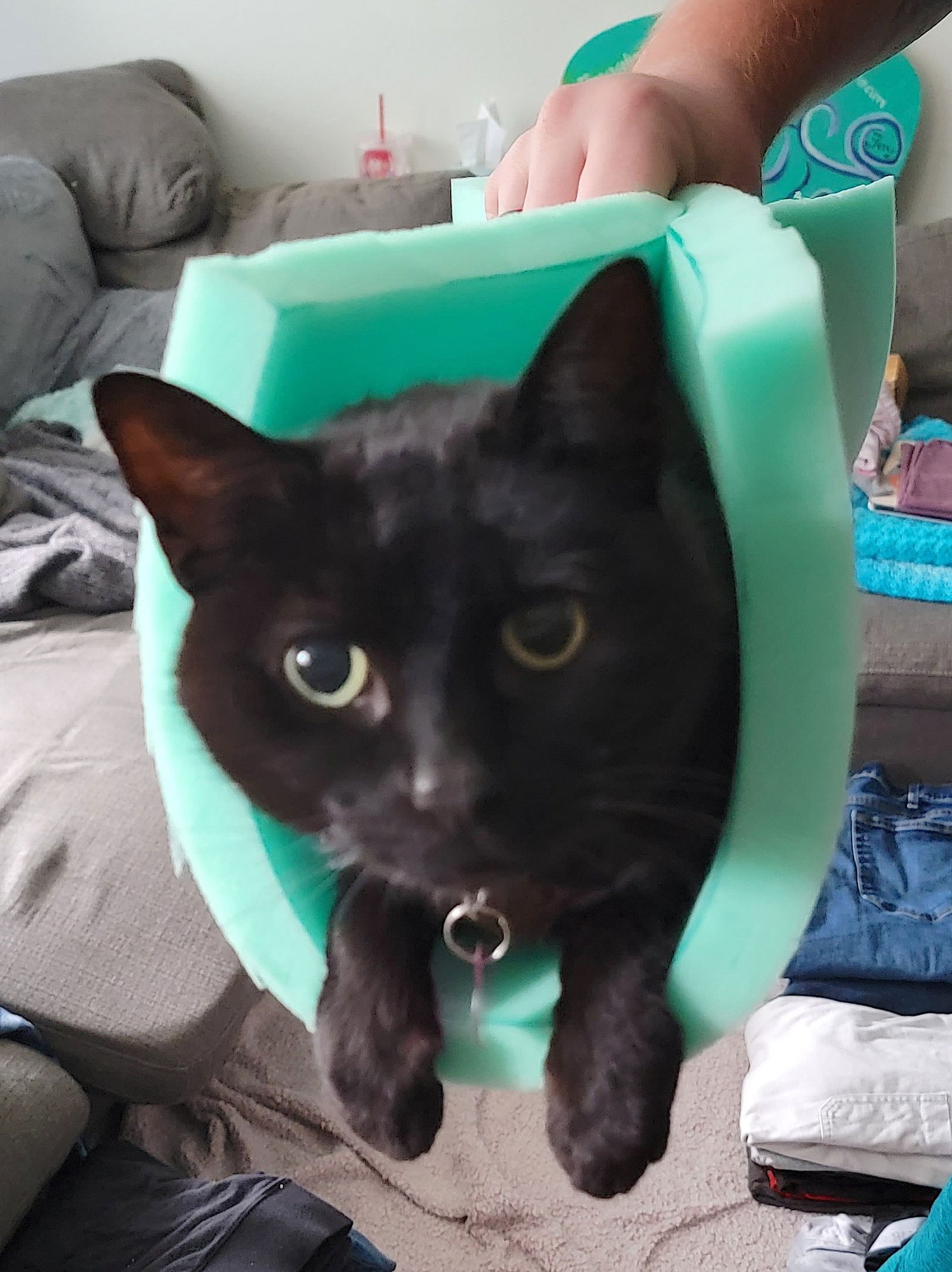 MIDNIGHT - Domestic Short Hair available for adoption