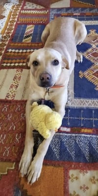 Taco - Photo 4