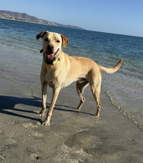 TACO - Labrador Retriever / Shepherd available for adoption